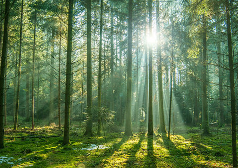 Towards greener forestry_image